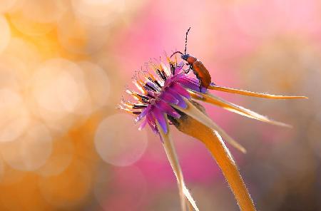 Der Besucher der Farben...