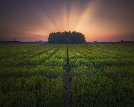 Sonnenuntergang auf Gerstenland