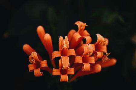 Orangefarbene Blumen