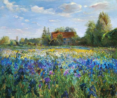 Evening at the Iris Field - Timothy  Easton