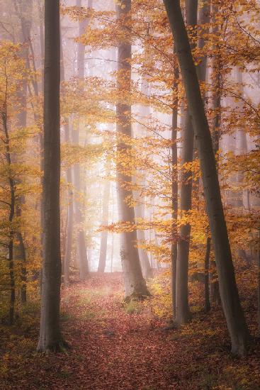 Herbstwald im Nebel