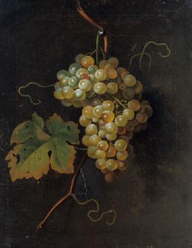 Grapes