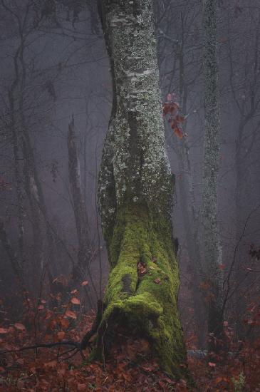 Herbstnebel-Morgenbaum