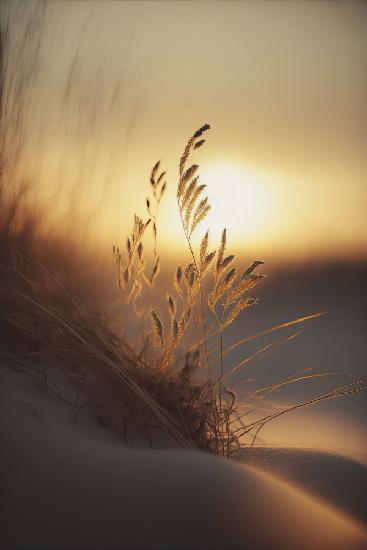 Abendsonne am Strand