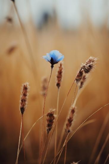 Blaue Kornblume