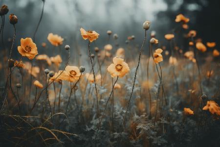 Orange Mohn