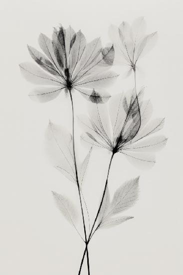 Transparent Botanic Nr. 4