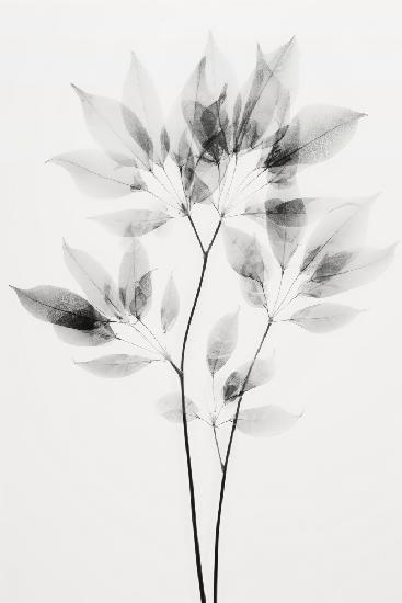 Transparent Botanic Nr. 8