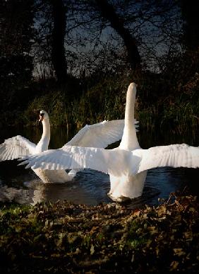 Swan Dance