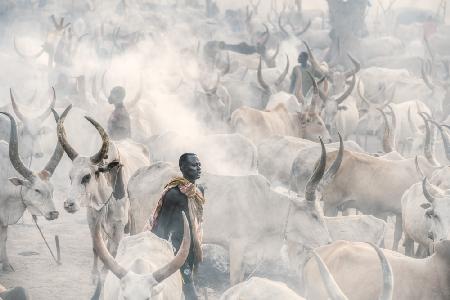 Herder im Dunst