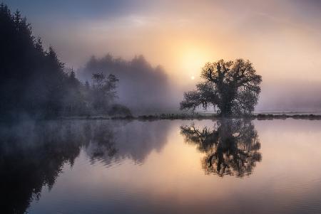 Die alte Weide im Morgenlicht