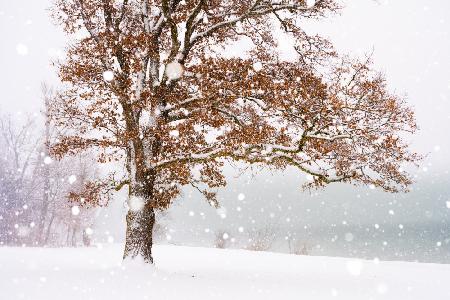 Winter am See