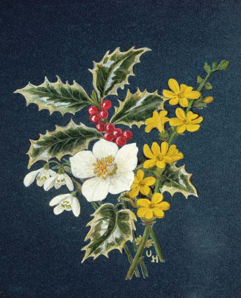 Holly, Christmas Rose, Snowdrop and Winter Jasmine (w/c on paper)  von Ursula  Hodgson