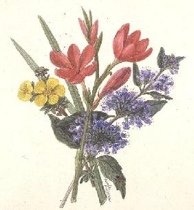 Schizoslylis major, Potentilla, Katherine Dykes and Caryopteris (w/c on paper) 