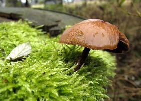 Pilz auf bemoosten Baumstumpf