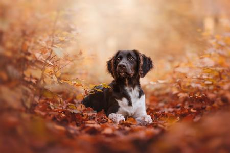 Herbststimmung