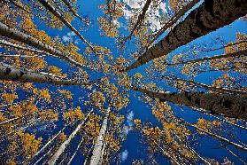 Aspens Sturz