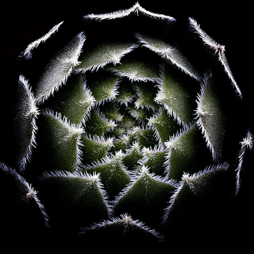 Sempervivum Rosette von Victor Mozqueda