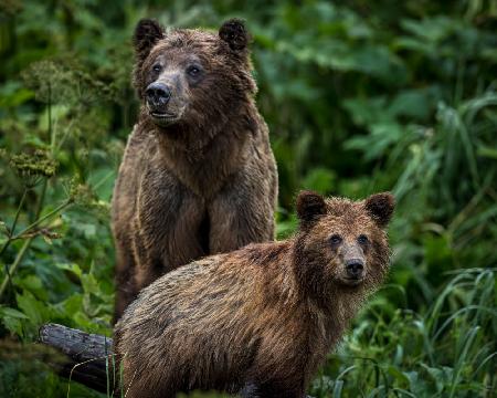 Leute beobachten – Haines,Alaska 26.07.2023