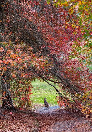 Hippie Hop in den Herbst!