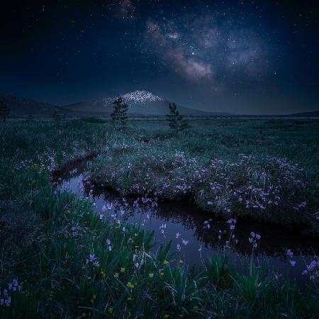 Wildblumen und Schneeberg unter der Milchstraße