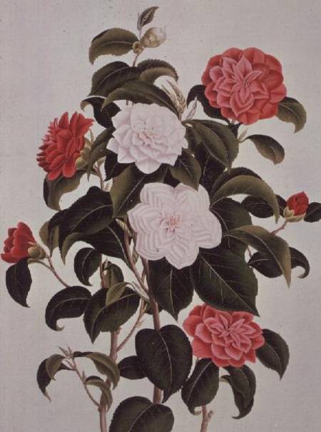 Camellia Japonica, from "A Monograph on the Genus of the Camellia" von William Curtis