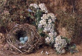 May Blossom and a Hedge Sparrow's Nest 1845