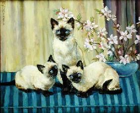 Three Siamese Cats