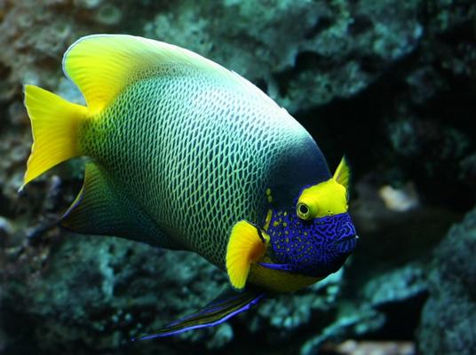 Colors Underwater von Wolfgang Sitter