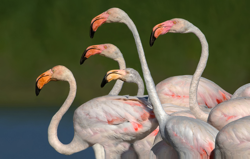 Flamingos laufen von Xavier Ortega