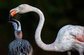 Mother flamingo with chick