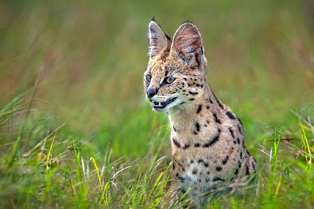 Serval aus nächster Nähe