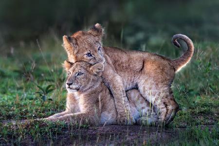 Verspielte Löwenbabys