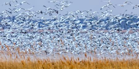 Schneegänse in der Abenddämmerung