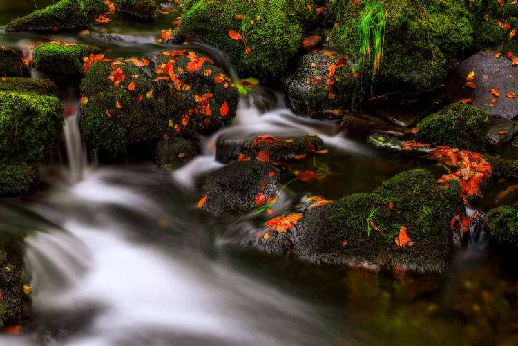 Autumn Melodies von Yavuz Pancareken