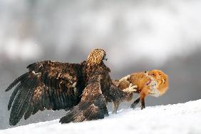 Golden eagle and Red fox