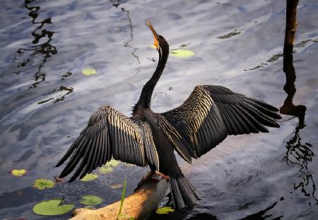 Australasiatischer Darter